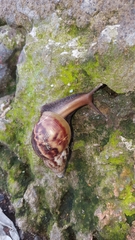 Lissachatina fulica