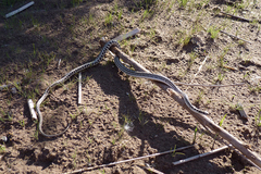 Philodryas psammophidea