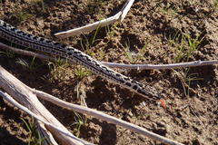 Philodryas psammophidea