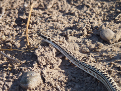 Philodryas psammophidea