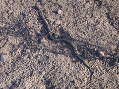 Philodryas psammophidea