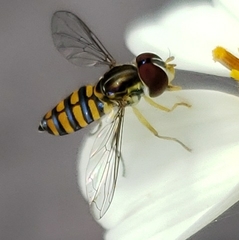 Toxomerus verticalis