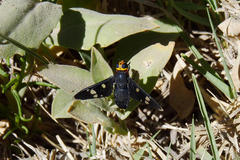 Hyperalonia morio morio
