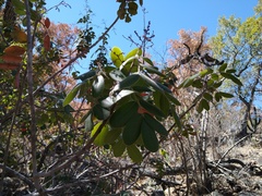 Rhus tepetate