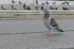 Columba livia domestica