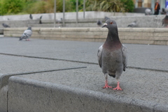 Columba livia domestica