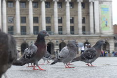 Columba livia domestica