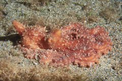 Callistoctopus luteus