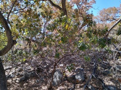 Rhus tepetate