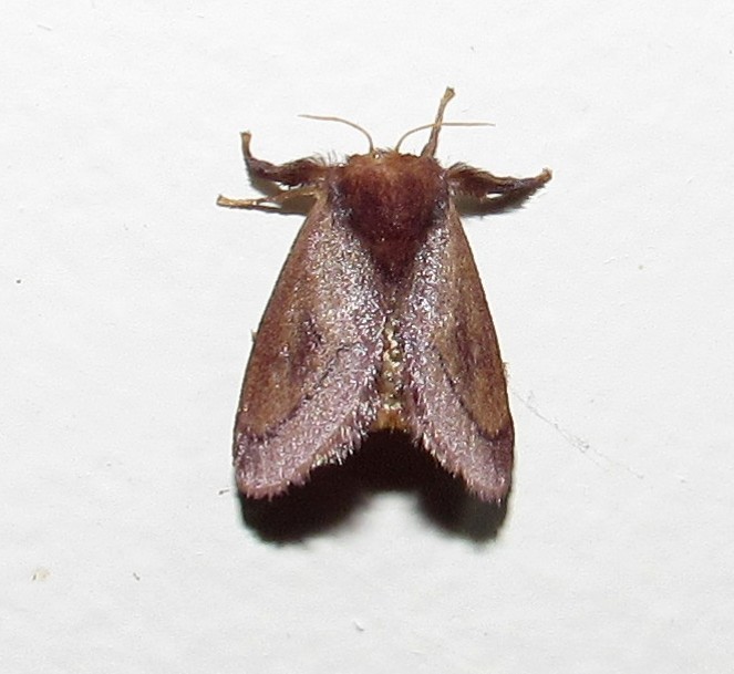 Talima postica