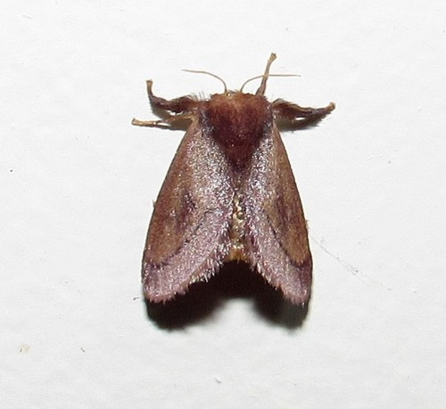 Talima postica