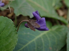 Viola odorata