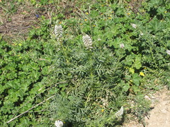 Reseda alba