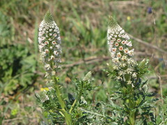 Reseda alba