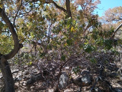 Rhus tepetate