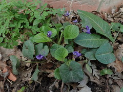 Viola odorata