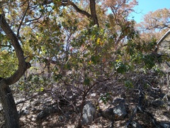 Rhus tepetate