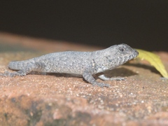 Sceloporus nelsoni