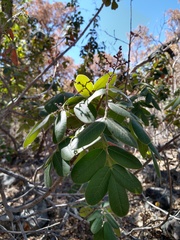 Rhus tepetate