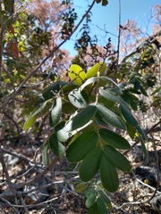 Rhus tepetate