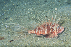 Blackfoot Firefish photo 5