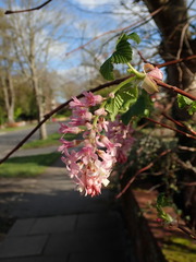 Ribes sanguineum