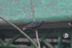 Sturnus vulgaris