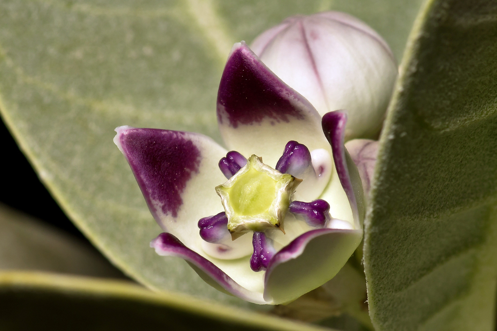 giant milkweed (Plants of Saudi Arabia) · iNaturalist