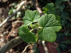 Ribes sanguineum