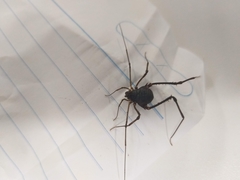 Discocyrtanus goyazius