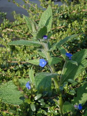 Pentaglottis sempervirens
