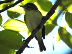 Vireo philadelphicus