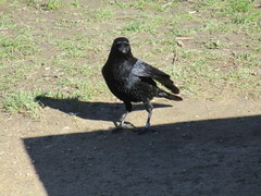 Corvus corone
