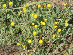Calendula arvensis