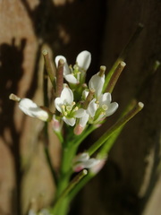 Cardamine hirsuta