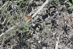 Cissia rubricata smithorum