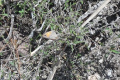 Cissia rubricata smithorum