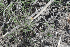 Cissia rubricata smithorum
