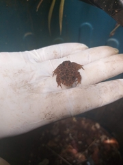 Proceratophrys salvatori