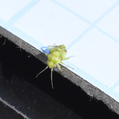 Miridae