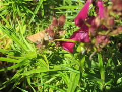 Helicoverpa armigera conferta