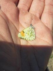 Anthocharis sara sara