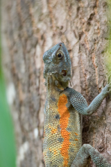 Agama mucosoensis