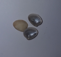Nucula