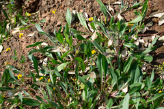 Scorpiurus muricatus