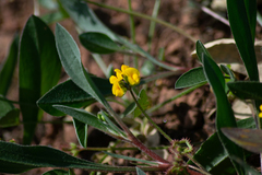 Scorpiurus muricatus