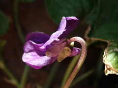 Viola odorata