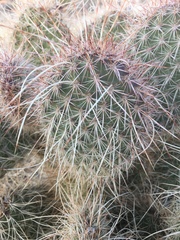 Opuntia diploursina