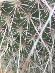Opuntia diploursina