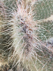 Opuntia diploursina